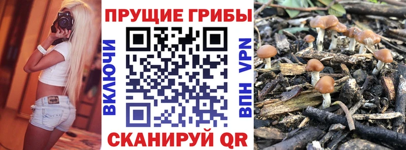 что такое Вяземский Псилоцибиновые грибы Psilocybe